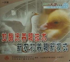 养鸭技术视频,从新手到专家的蜕变之路