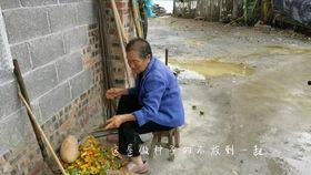 小猪吃奶奶视频播放,萌宠美食大作战