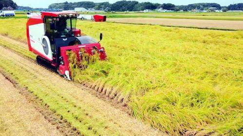 半喂入水稻收割机工作视频,半喂入水稻收割机高效作业现场实况解析