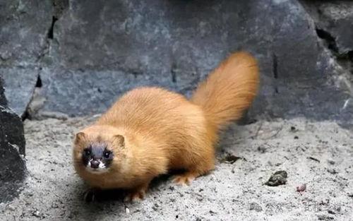 黄鼠狼讨封视频,一段神奇讨封视频背后的故事