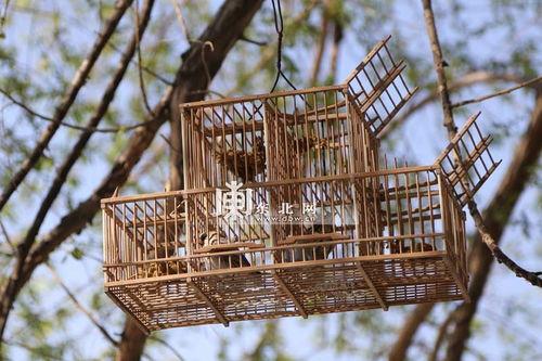 踏笼野外捕鸟视频,踏笼捕鸟视频背后的真相与反思