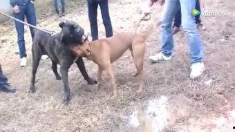 宾阳最新斗狗打架视频,场面血腥引关注